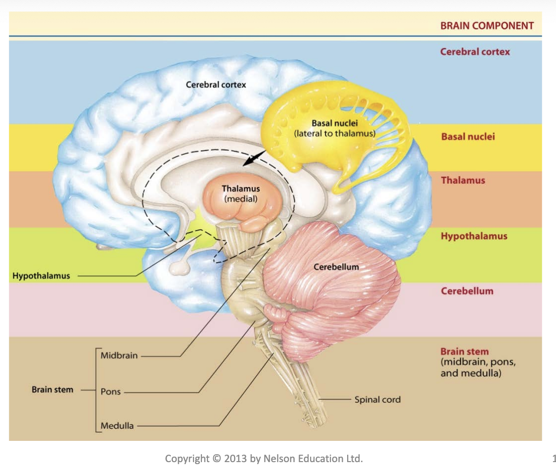 <p>• Consists of the brain and spinal cord</p><p>• Cognition refers to the act or process of “knowing,” including both awareness and judgment</p><p>• No part of the brain works in isolation from other brain regions</p><p></p><p>• <u>Brain stem:</u> oldest region of the brain and is continuous with the spinal cord</p><p>– Midbrain, pons, and medulla</p><p>– Controls many of life-sustaining functions, which are often referred to as “vegetative functions”</p><p>• <u>Cerebellum:</u> maintains proper position of the body in space and subconscious coordination</p><p>of motor activity; key role in learning skilled motor tasks</p><p>•<u> Cerebrum: </u>most highly developed in humans</p><p>and contains 80 percent of brain weight</p><p>– Right and left cerebral hemispheres</p><p>– Each hemisphere divided into lobes</p><p>– Outer layer is the convoluted cerebral cortex</p><p>        • Covers inner core that houses the basal ganglia</p><p>         • Most complex integrating area of the brain</p>