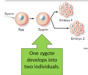 <p><span style="background-color: transparent;"><span>Monozygotic twins are genetically</span></span></p>