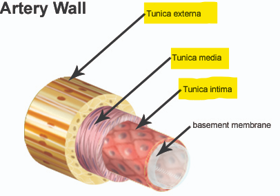<p>Tunica interna/intima (deep), tunica media (middle) and tunica externa (superficial)</p>