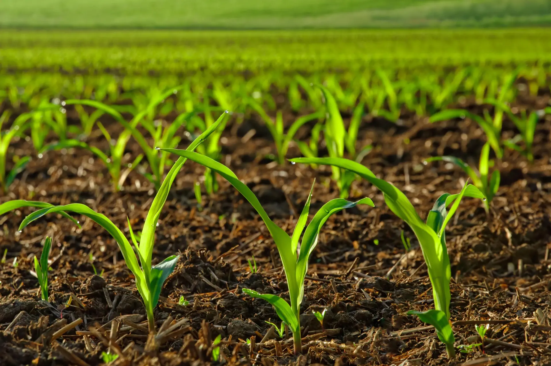 <p>fécond, fertile, fructueux ou productif</p>