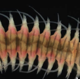<p>lateral ‘paddles’ with several chaeta; used for movement and gas exchange</p>