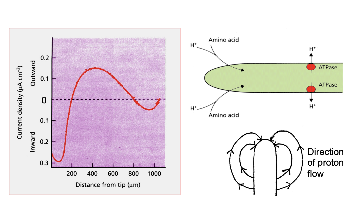 <p>Use vibrating microeletrode experiments</p><ul><li><p>Show extracellular H+ circuit around growing hyphae</p></li><li><p>acts as a DC power supply </p><ul><li><p>H+ coupled nutrient symporters at the apical membrane act as resistor in the circuit</p></li></ul></li><li><p>Points of re-entry</p><ul><li><p>indicate nutrient absorption</p><ul><li><p>at and just behind the apex</p></li></ul></li><li><p>Disappear in absence of nutrients</p></li></ul></li></ul><p></p>