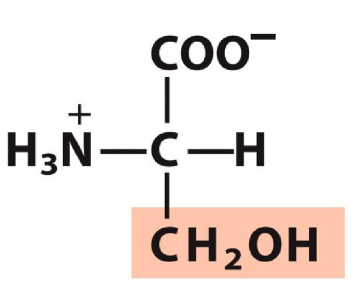 <p>Polar uncharged</p>