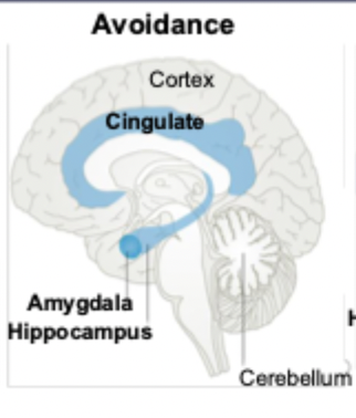 <ul><li><p>cingulate</p></li><li><p>amygdala</p></li><li><p>hippocampus</p></li></ul><p></p>