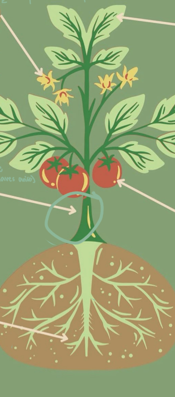 <p><span>above ground, supports shoot system, bears leaves, flowers, fruits; young = green, old = brown bark; space between nodes = internode.</span></p>