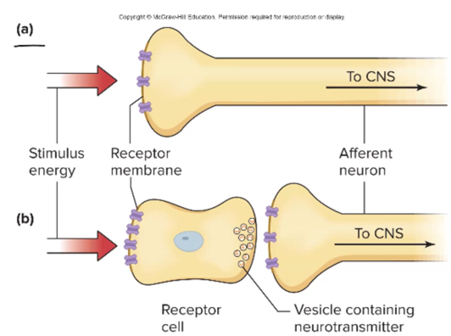 <p>Sensory receptor – neuron (smell)</p><p>Receptor cell – receives sensation, synapses on a neuron (sight, taste, hearing)</p>