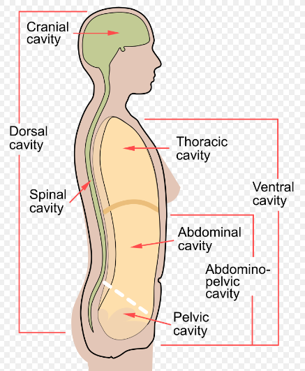 <p>is an open chamber that holds the internal organs of a body</p>