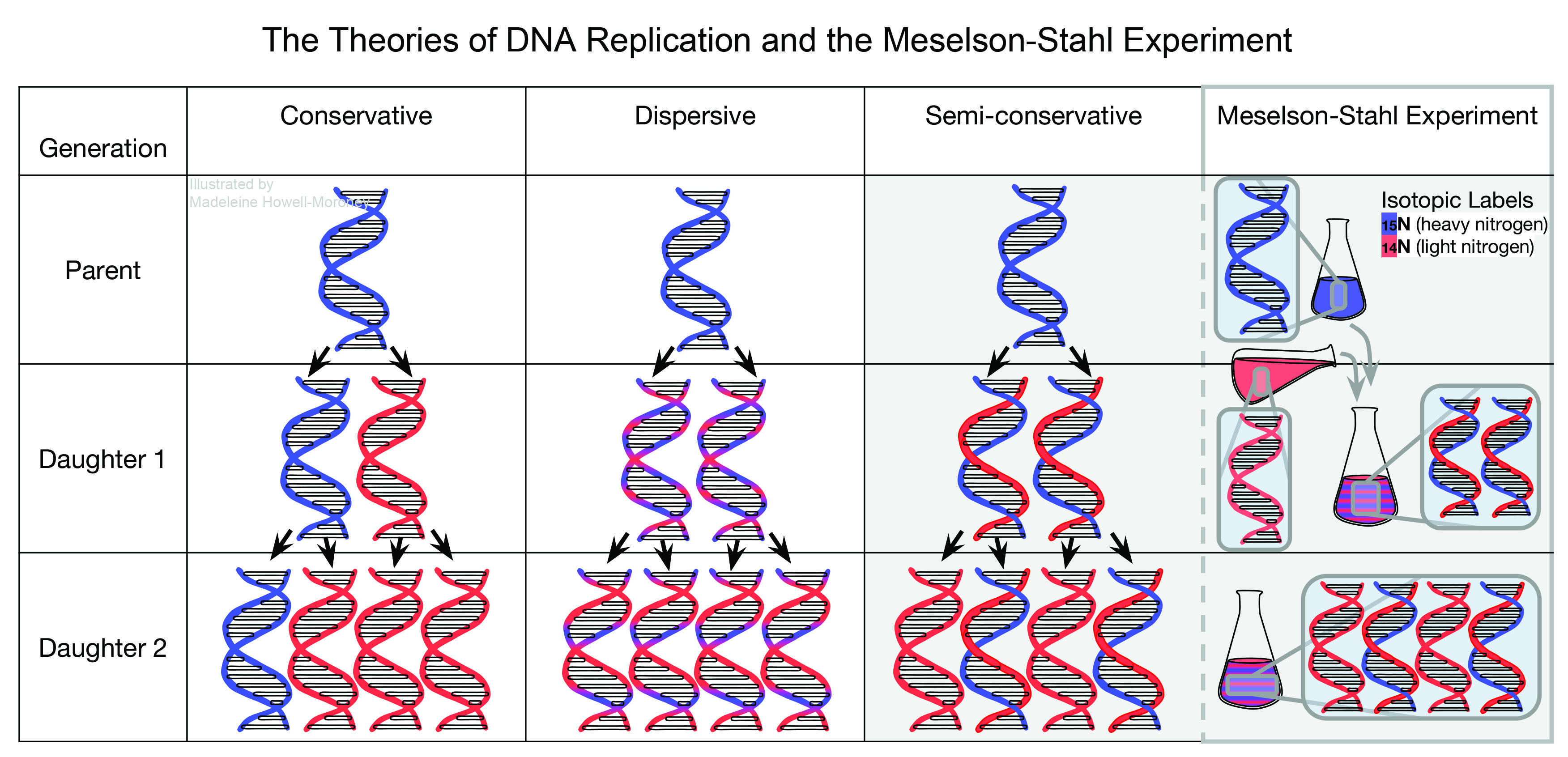 <p>Who grew E. Coli cells in the presence of nitrogen (which is found in DNA and makes DNA heavier) and then used centrifugation to separate heavy DNA from cells and then grew cells in the presence of light nitrogen which then after one cell division half of the molecule contained heavy DNA and half contained light DNA and after the second cell division in the presence of light nitrogen, the molecule would only contain light DNA?</p>