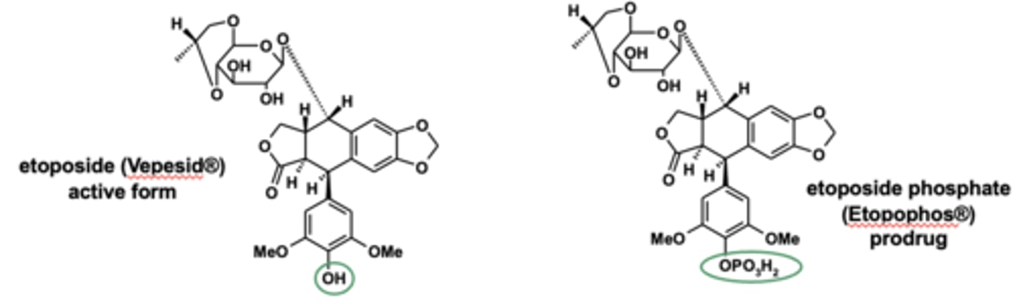 <p>etoposide is the active form, converted to <strong>etoposide phosphate, prodrug</strong></p>