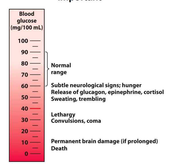 <p>Maintaining appropriate blood glucose levels is important</p>