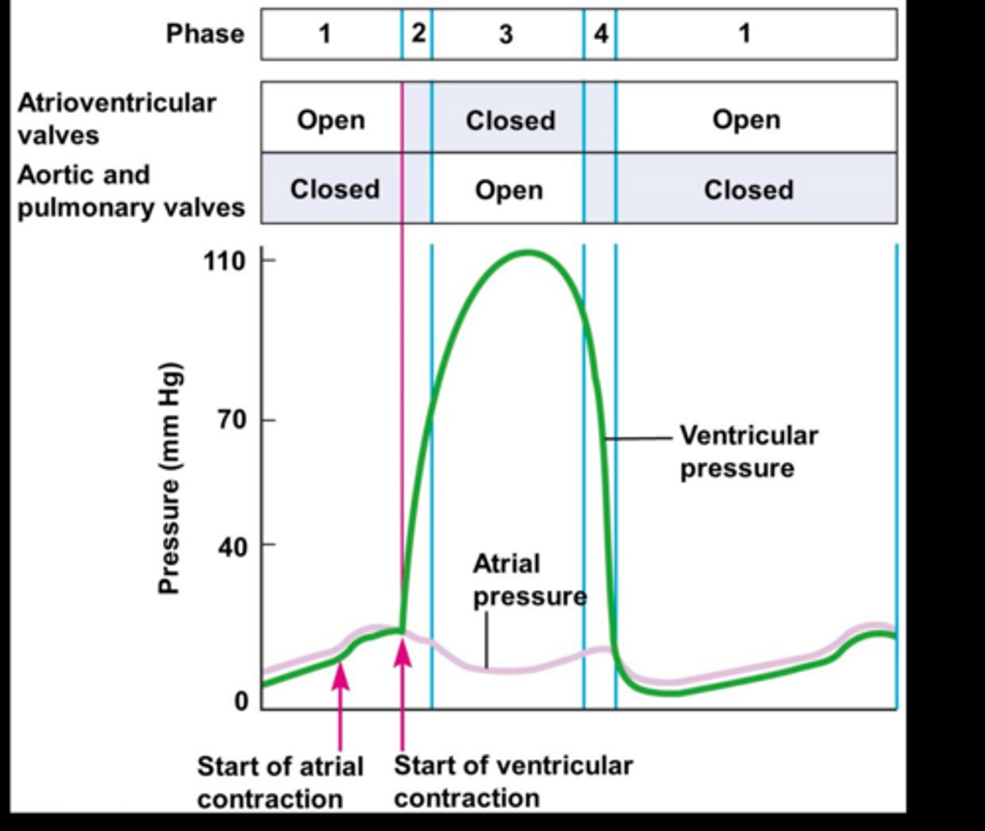 <p>The sequence of events in one heartbeat, including systole and diastole.</p>
