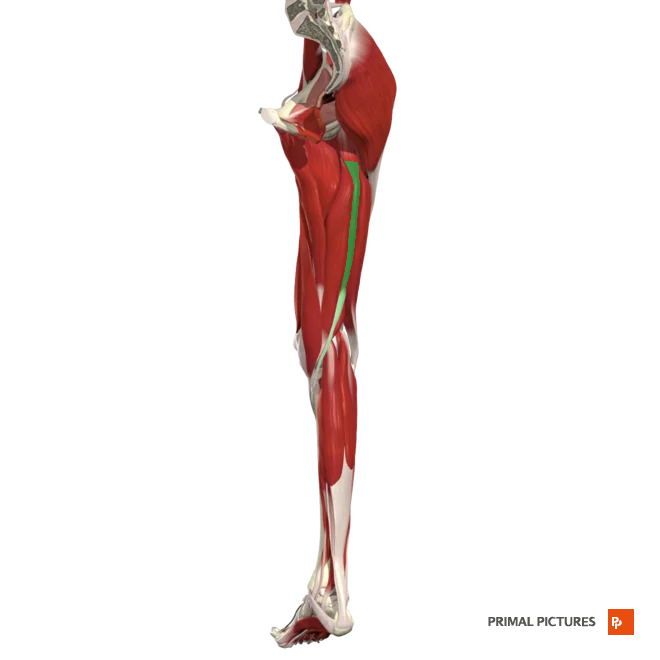 <p>Flexes leg at the knee and extends thigh at the hip </p>