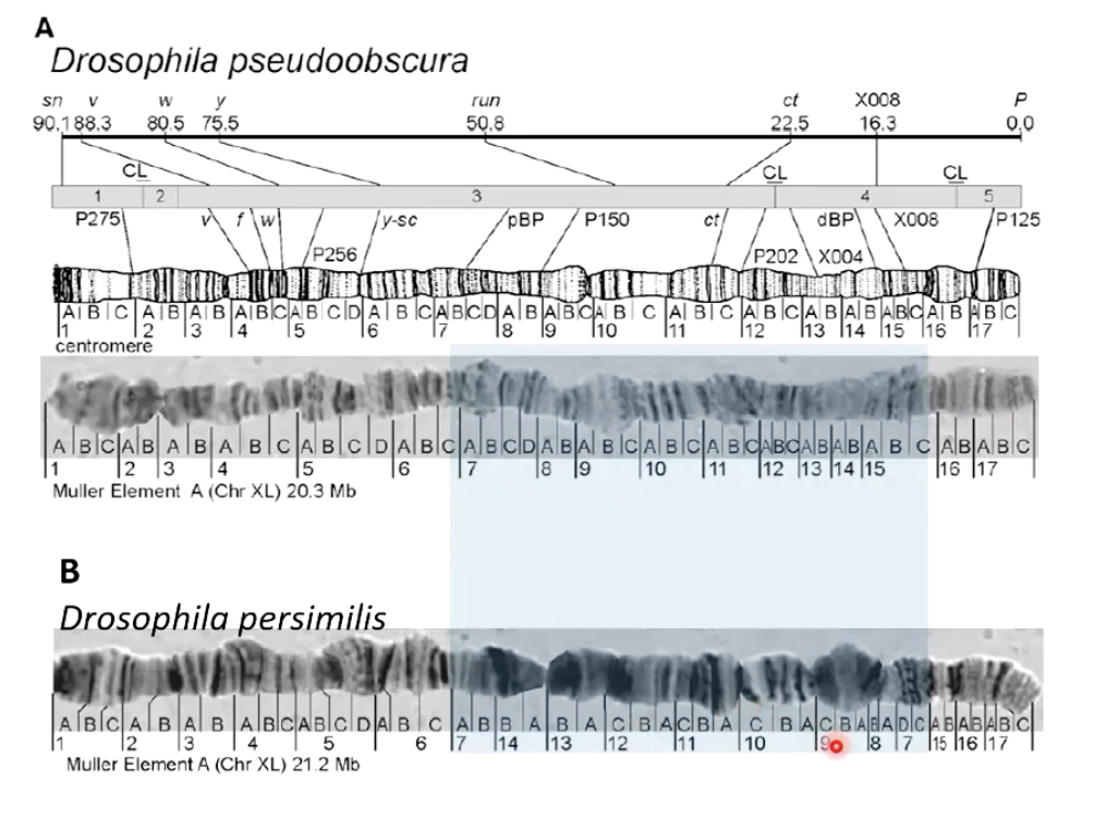 <ul><li><p>Help <strong>map genes</strong>.</p></li><li><p>Identify <strong>various mutations</strong>.</p></li><li><p>Study <strong>chromosome structure</strong> and <strong>function</strong>.</p></li></ul><p></p><ul><li><p>Picture shows how the region in chromosome is inverted for both, which explains why when both are hybridized together, the male offspring are sterile</p></li></ul><p></p>