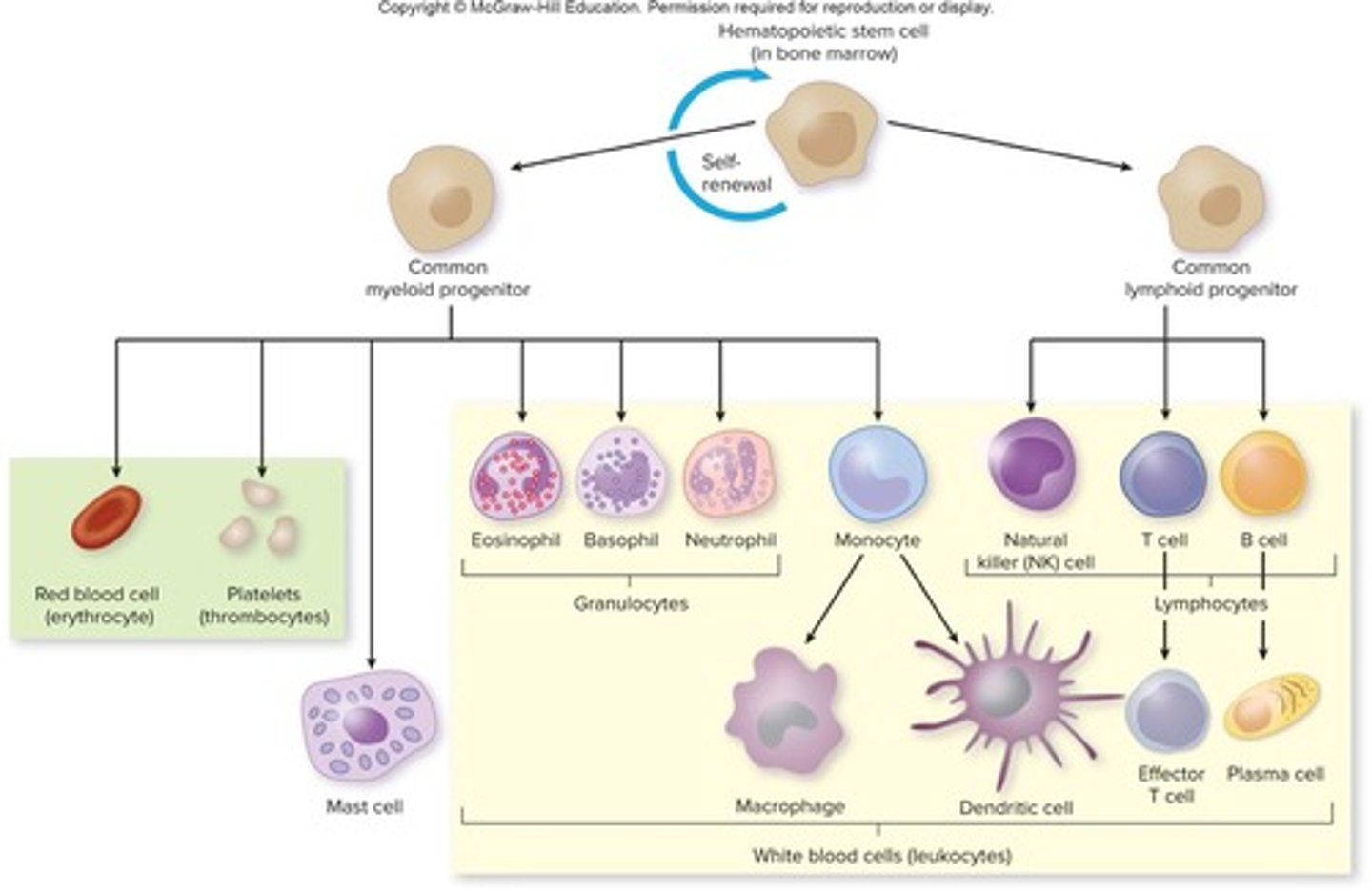 <p>Erythrocytes (RBCs), platelets, and leukocytes (WBCs).</p>