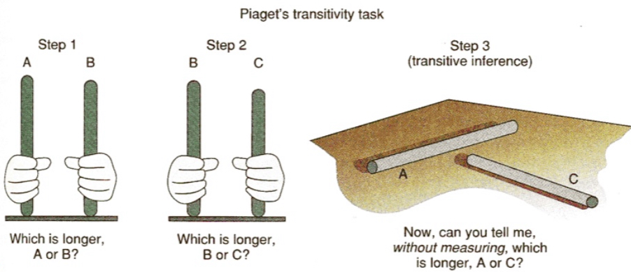 <p>Ability to logically combine relations to reach certain conclusions</p><p>→ Reasoning about the relations between elements in a series</p><p>Transitivity Task:</p>