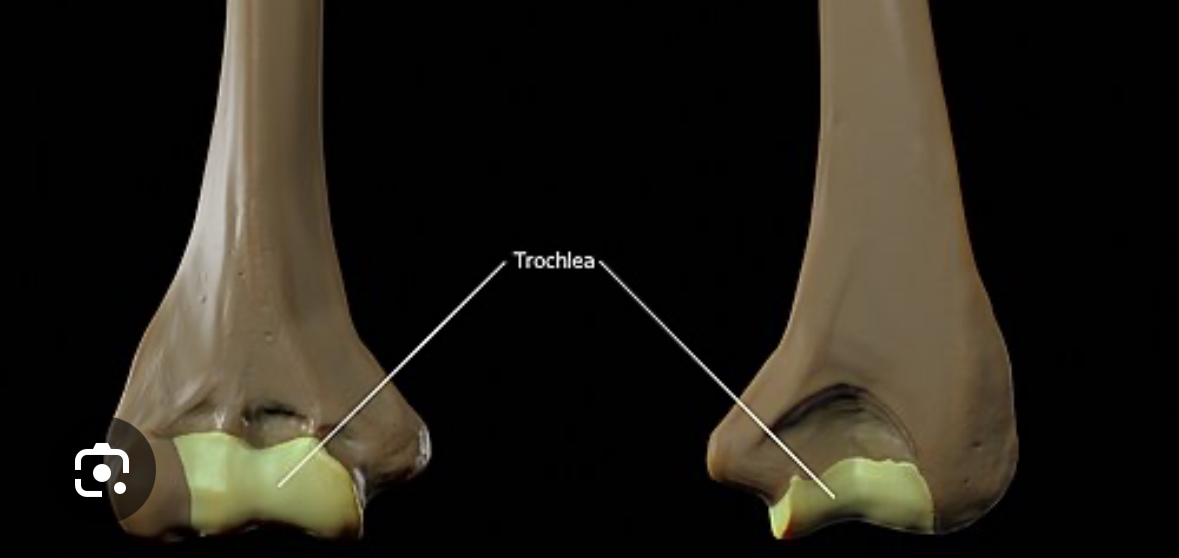 <p>trochlea </p>