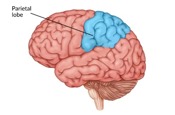 <p>The <mark data-color="#99d093" style="background-color: rgb(153, 208, 147); color: inherit;">parietal lobe</mark> is located near the top of the head and is responsible for processing sensory information such as touch, temperature, and pain.</p>