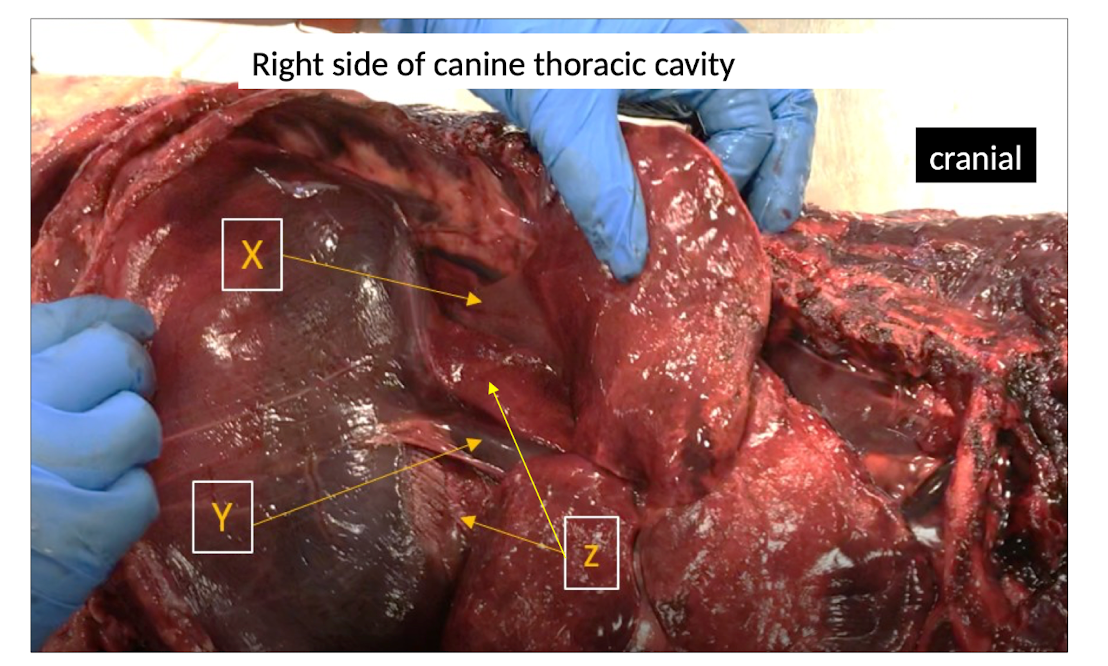 <p>Z = Mediastinal recess- recess formed between the plica vena cave and caudal mediastinal pleura; right accessory lobe of lung (X) extends into this recess during inspiration (Y = Cd. vena cava and L .Phrenic n. within Plica Vena Cavae)</p>