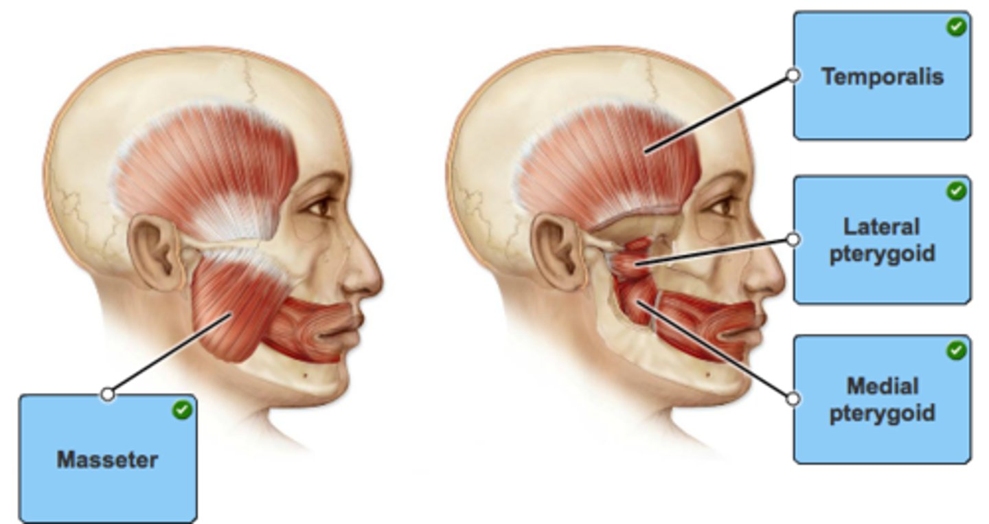 <p>masseter</p><p>temporalis</p><p>medial pterygoid</p><p>lateral pterygoid</p>