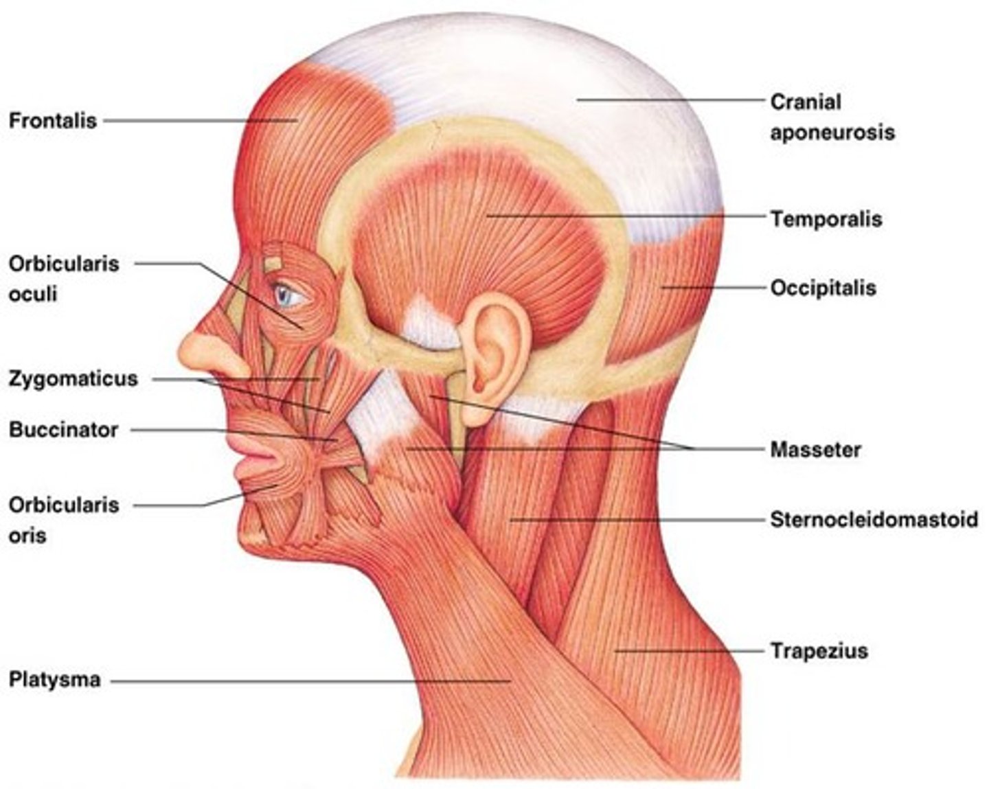 <p>Epicranius frontalis, epicranius occipitalis, orbicularis oculi, orbicularis oris, masseter, temporalis, platysma, sternocleidomastoid, digastric anterior/posterior belly, mylohyoid, sternohyoid</p>
