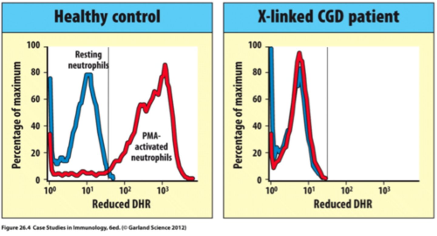 <p>Normal cells will reduce DHR to fluorescence</p>