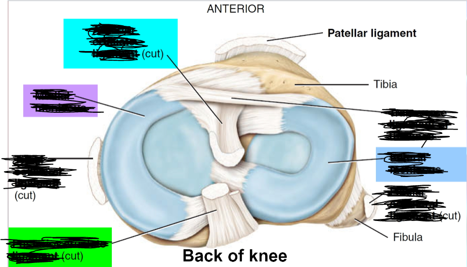 <p>Quick! Identify ACL, PCL, Menisci, Tibial Collateral Ligament (MCL), Fibular Collateral Ligament (LCL), and Transverse Ligament</p>