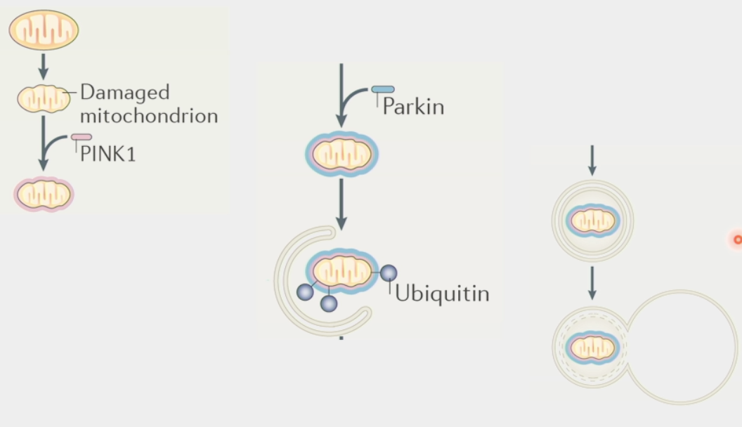 <ul><li><p>the process of cells degrading their mitochondria</p></li><li><p>clears out dysfunctional mitochondria and controls number</p></li><li><p>eaten by large multi-protein organelle autophagosome</p><ul><li><p>spits out nucleic &amp; amino acids for rebuilding</p></li></ul></li><li><p><strong>PINK1</strong> → identifies/targets damaged mitochondria</p></li><li><p><strong>Parkin</strong> → tags mitochondria for degradation</p><ul><li><p>Ubiquitin ligase, recruits autophagosome</p></li></ul></li><li><p>Autosomal Recessive Early-Onset Parkinson’s Disease linked to misregulation of this process</p><ul><li><p>PINK1 &amp; Parkin mutations - dysfunctional mitochondria <strong>not</strong> degraded</p></li><li><p>tolerated for decades, then triggers disease later in life</p></li></ul></li></ul><p></p>