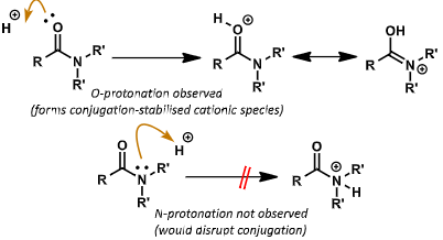 <p>N lone pair is not basic - tied up with conjugation </p><p>N protonation is not observed as this would disrupt the conjugation</p><ul><li><p>O protonation is observed as LP is basic </p></li></ul><p></p>
