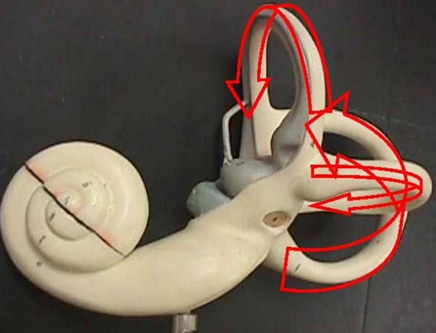 <p>Fluid-filled structures within the inner ear that provide information about Dynamic equilibrium.</p>