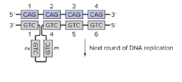 <p>Instapoll 1: <span><span>A region of DNA has six copies of a trinucleotide repeat. During one round of replication, </span><strong><u><span>the template strand slips </span></u></strong><span>as shown in the diagram.</span></span></p><p> </p><p><span><span>How many repeats will the DNA have if the newly synthesized strand is used as a template in the next round of replication?</span></span></p>