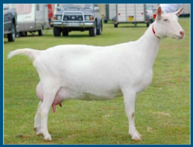<ul><li><p>Dairy breed </p></li><li><p><strong>Swiss breed </strong></p></li><li><p>white coat, very little pigmentation </p></li><li><p><strong>high milk producers </strong></p></li><li><p>sensitive to excessive sunlight / heat </p></li></ul>