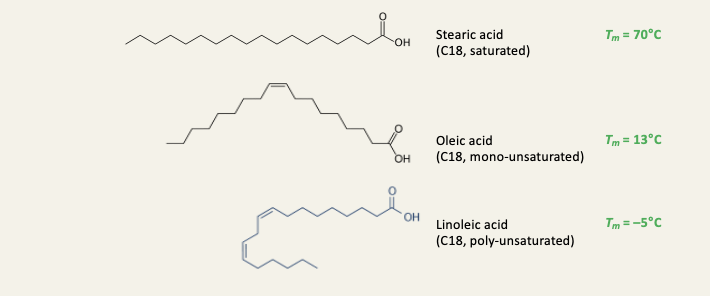 <ul><li><p>The biggest drop in melting point is caused by the first double bond</p></li><li><p>This is because the double bonds are in the cis configuration, the tails become kinked and do not pack as well as the straight saturated tails - this makes the solid state less stable</p></li><li><p>Unsaturated fatty acids are liquid in their pure form at room temp</p></li></ul><p></p>
