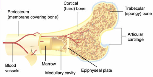 <p>a dense layer of vascular connective tissue enveloping the bones except at the surfaces of the joints that supports bone growth, repair, and nutrient supply</p>