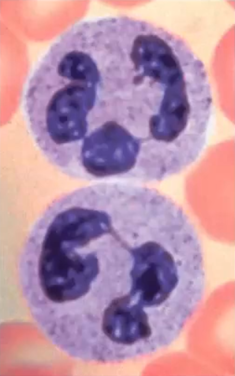 <p>A granulocyte that is 50-70% of leukocyte population; Twice as large as erythrocytes; Multi-lobed nucleus (6-8)</p>