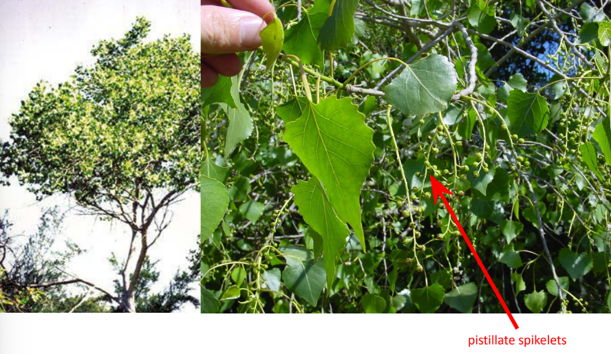 <p>western cottonwood</p><ul><li><p>leaf blade widely ovate-deltate</p></li><li><p>base truncate </p></li><li><p>margin coarsely crenate</p></li><li><p>spikelets pendant</p></li></ul><p></p>