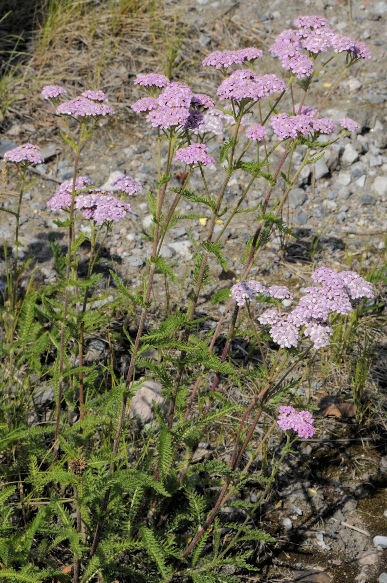 <p>Siankärsämö</p>