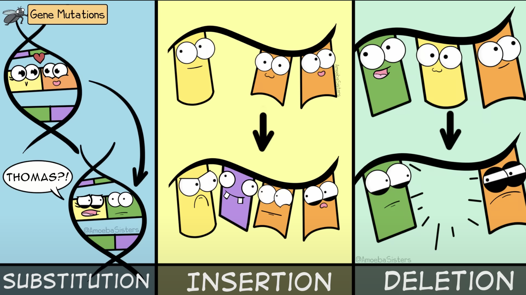 <ul><li><p>Substitution: wrong base is matched </p></li><li><p>Insertion: an extra base or bases are added in (can be especially dangerous)</p></li><li><p>Deletion: a base is removed (can be especially dangerous)</p><ul><li><p>remember we read bases in three, so when we have a insertion or deletion we have a frameshift mutations </p></li></ul></li><li><p>chromosomal mutations: chromosomes are made of DNA and protein, the have lots of genes on them. </p></li></ul><p></p>
