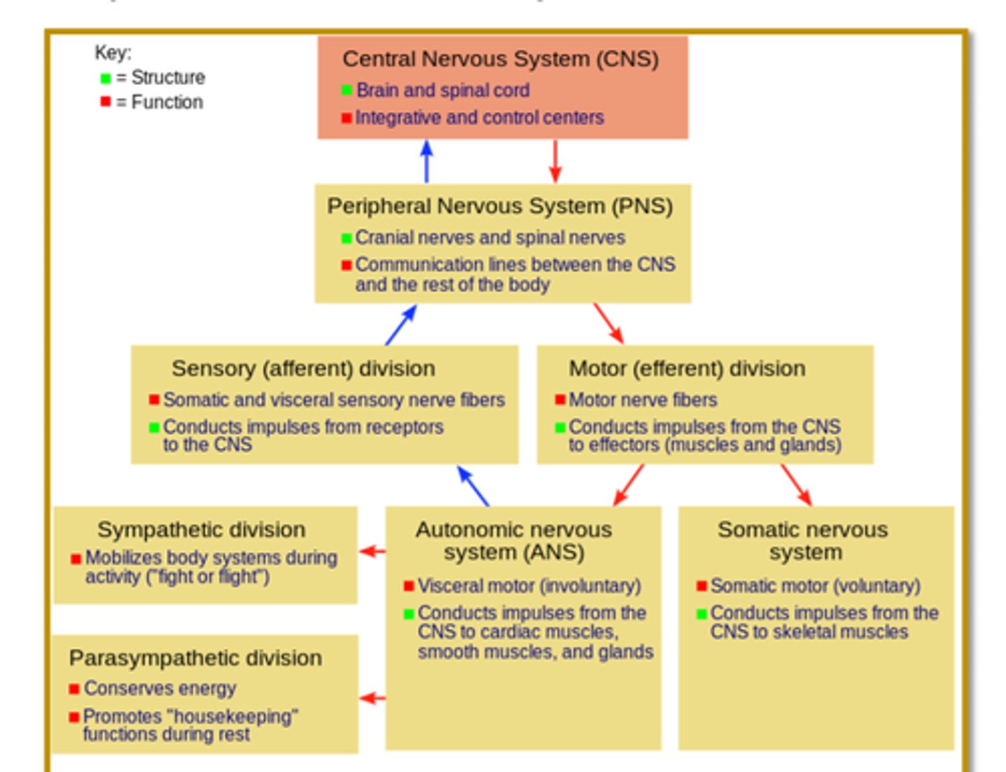 <p>located outside the CNS, consists of cranial nerves, spinal nerves, and associated ganglia</p>