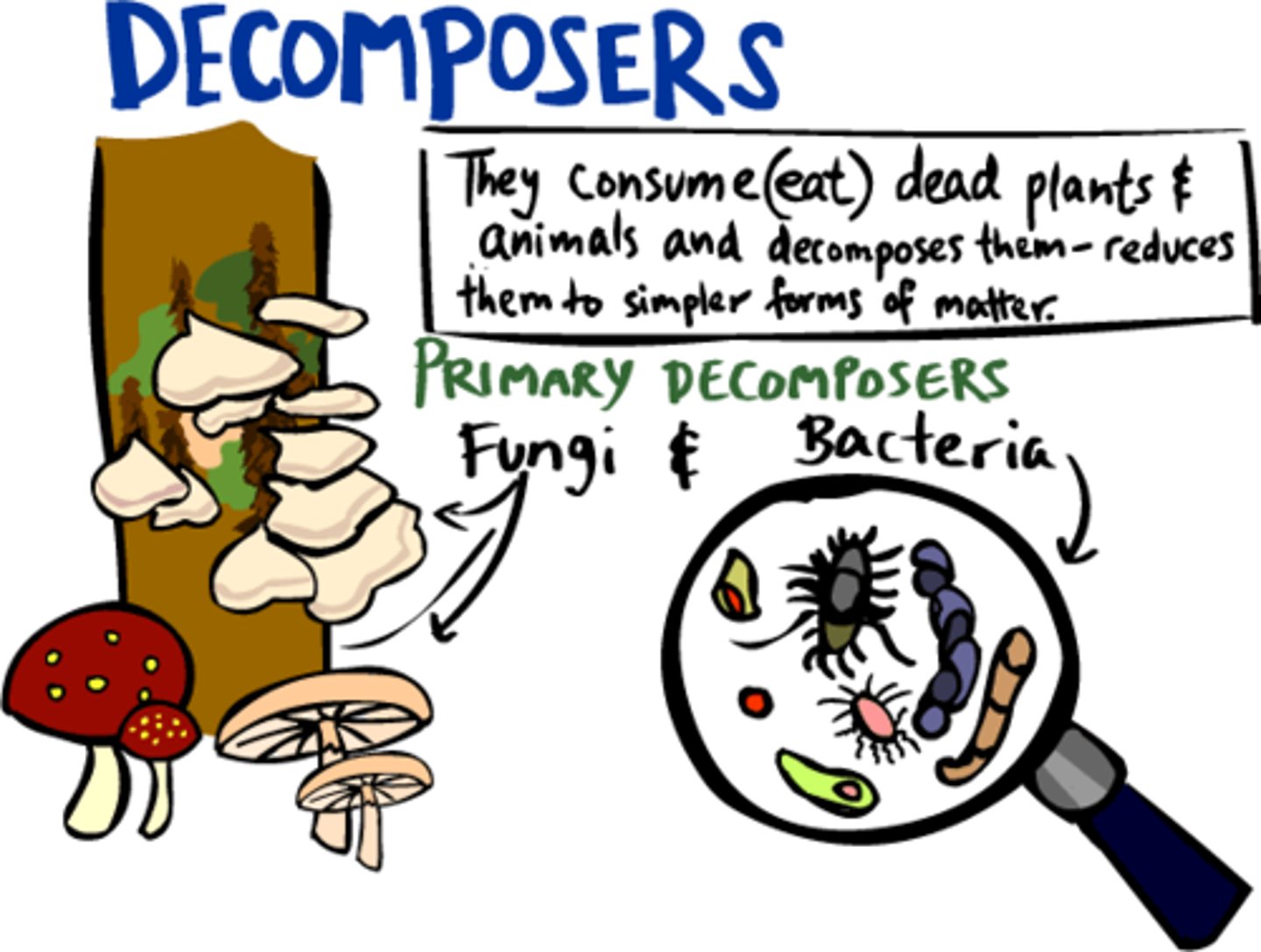 <p>The breakdown of dead matter and wastes by decomposers; stored carbon from animal remains is released back into the atmosphere as carbon dioxide</p>