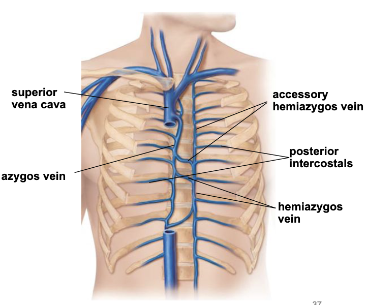 <ul><li><p><u>posterior intercostal veins</u> drain blood from intercostal spaces</p></li></ul><p></p>