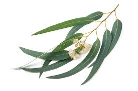 <p>Eukalyptus</p>