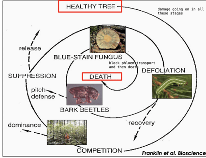 <p>HEALTHY TREE --&gt; COMPETITION (but then dominate) --&gt; SUPRESSION (but then release) --&gt; DEFOLIATION (but then they recover) --&gt; BARK BEETLES (pitch defence) --&gt; BLUE STAIN FUNGUS (blocks phloem transport and then tree dies) --&gt; TREE DEATH</p>