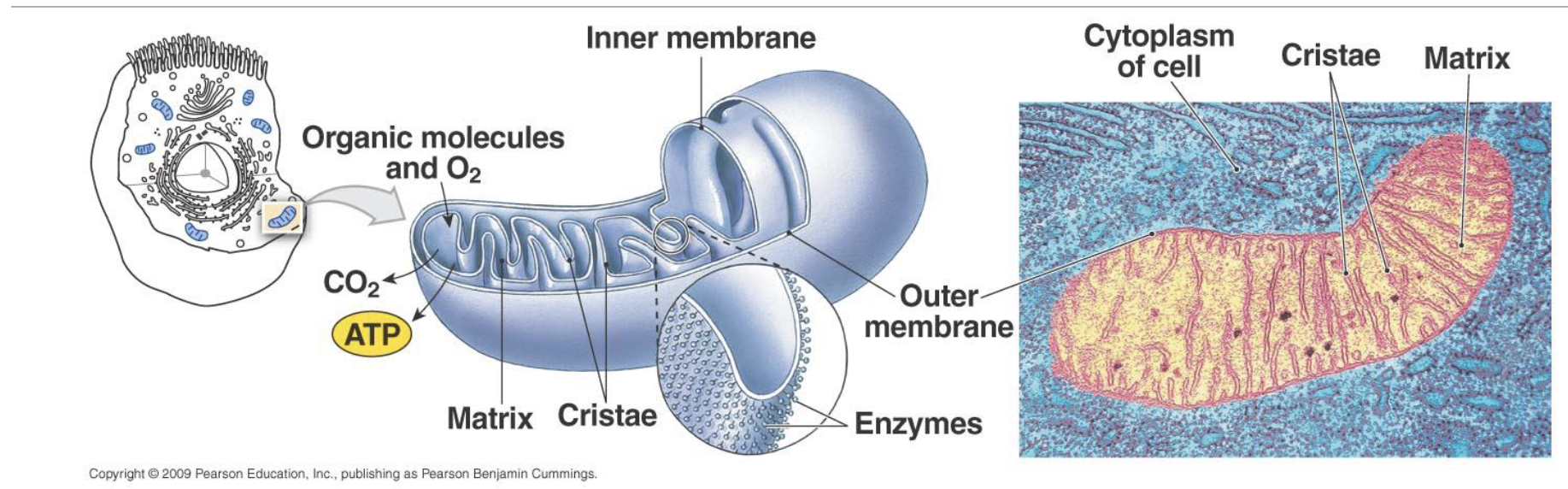 <p>Inner compartment(contains the matrix) - site of pyruvate to acetyl CoA, fatty acid oxidation, and TCA cycle</p><p>Inner membrane - site of the electron transport chain reaction</p>