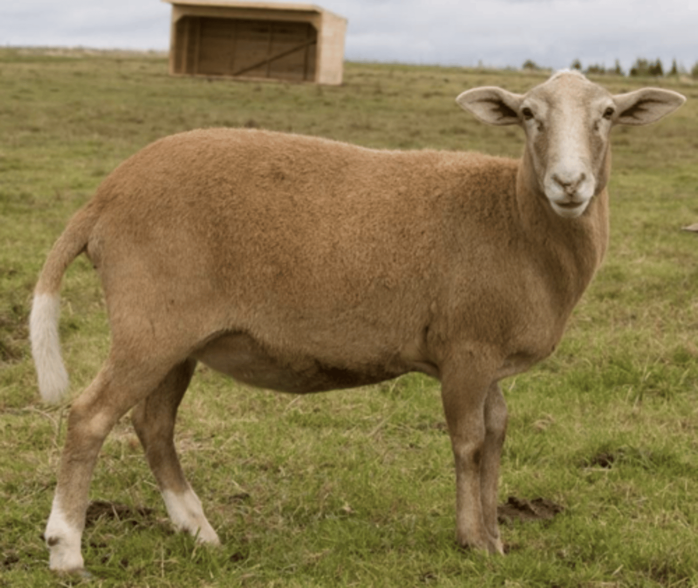 <p>What type of sheep is this? (breed and type)</p>