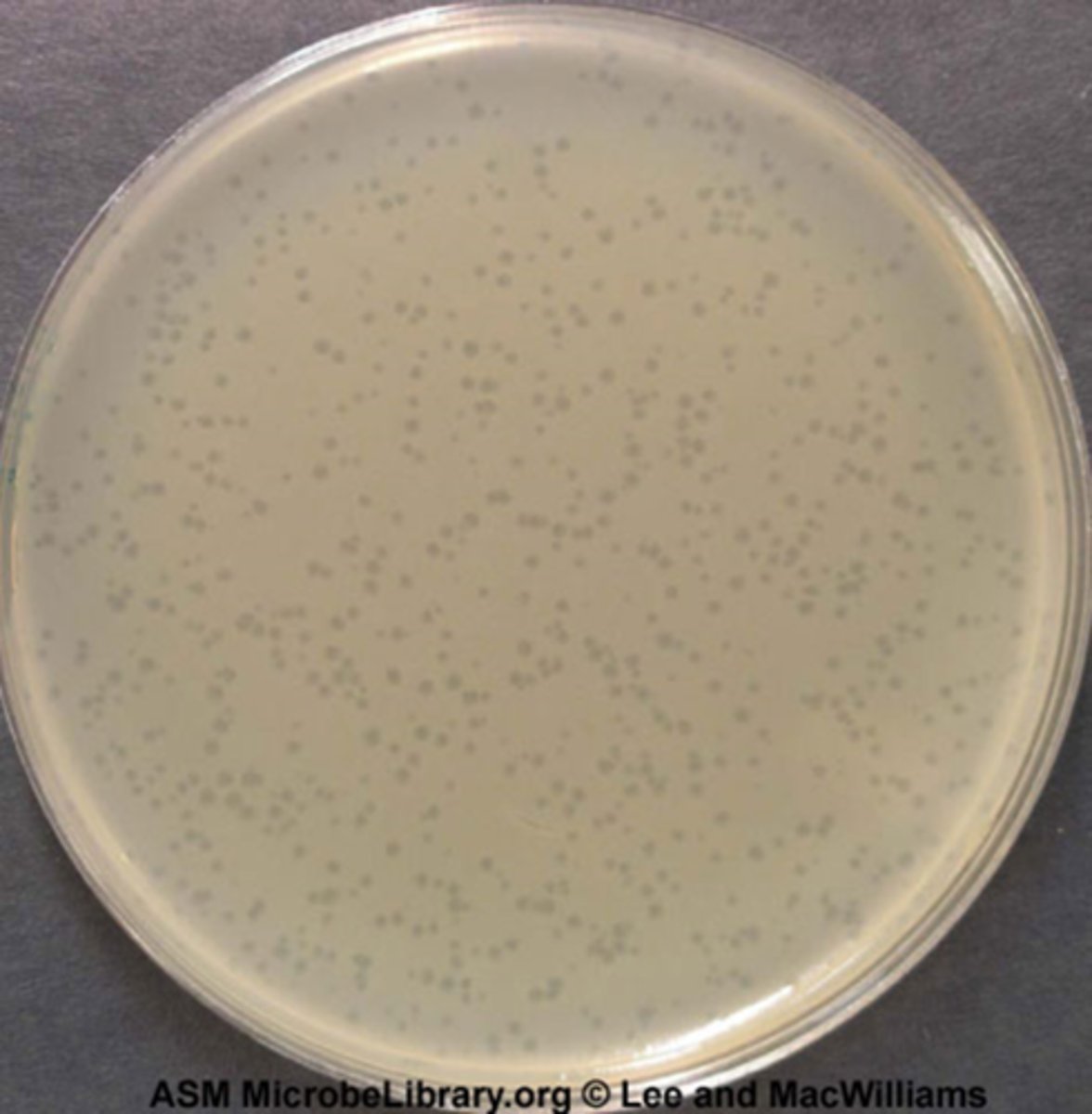 <p>Calculation Formula:</p><p>1. count the number of colonies you see</p><p>2. multiply by given number in dilution series (add that many zeros)</p><p>3. move the decimal over until you reach the end of the number</p><p>4. record number with positive exponent in CFU/mL</p><p>ex: 6.8 x 10^9 CFU/mL</p>