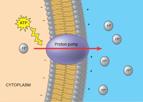 knowt flashcard image