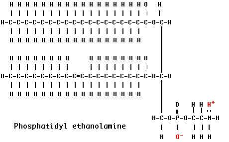 <p>1 glycerol, 2 fatty acids, and a phosphate group (PO4) that can have other molecules attached to it </p>