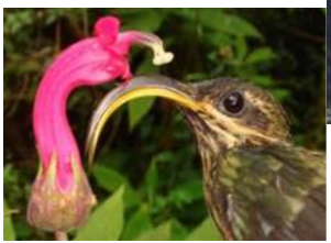 their becks are designs to reach the food in the bottom of the flowers around them