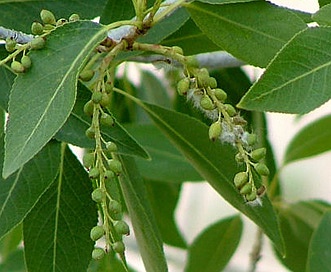 <p>Populus angustifolia. fruit string of capsules</p>