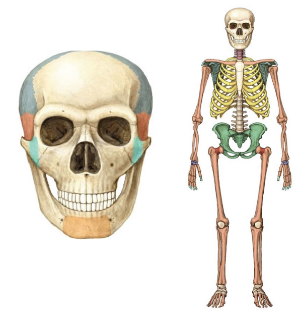<ol><li><p>wide nasal aperture/cavity</p></li><li><p>wide, short trunk</p></li><li><p>short tibias</p></li><li><p>large infraorbital foramina</p></li><li><p>large cranial capacity</p></li><li><p>Glacial Period 225-125 at -6<sup>o</sup> C</p></li></ol><p></p>